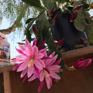 Epiphyllum HOCUS POCUS Orchid Cactus cutting 8&quot;-10&quot; Long