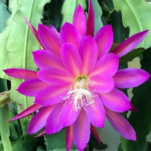 Epiphyllum Orchid cactus &quot; AL BUSTAN &quot; - Cutting 8&quot;-10&quot; long