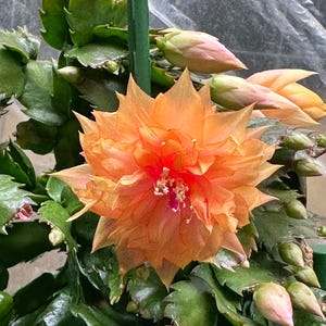 RARE! Thanksgiving Cactus Schlumbergera (Double Flower) “ Golden Sombrero ” Cutting.