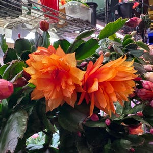 RARE! Rooted Thanksgiving Cactus Schlumbergera (Double Flower) “Double Mango” 3" Pot No buds
