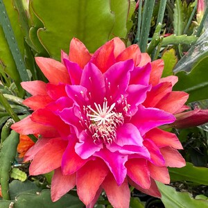 Puede incluir: Primer plano de una flor floreciente con p&eacute;talos rojos, naranjas y rosa intenso. El centro presenta estambres blancos. La flor est&aacute; rodeada de hojas verdes, creando una exhibici&oacute;n natural y colorida.