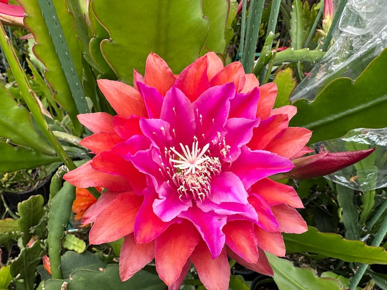 Puede incluir: Primer plano de una flor floreciente con p&eacute;talos rojos, naranjas y rosa intenso. El centro presenta estambres blancos. La flor est&aacute; rodeada de hojas verdes, creando una exhibici&oacute;n natural y colorida.