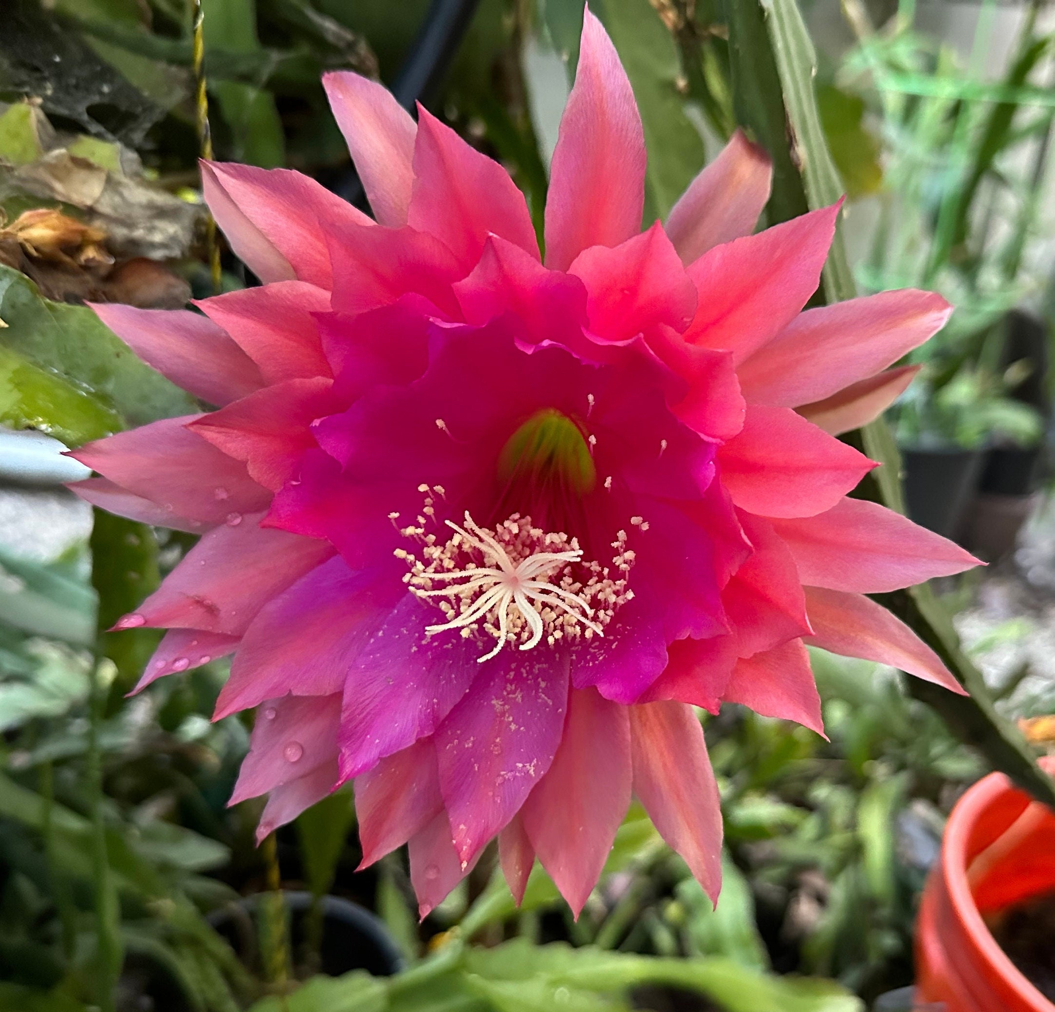 【ゆい】EnikoKatalin BotanicalSheer Epiphyllum Orchid Cactus ' KIWI NICKY LYNETTE ' - 8