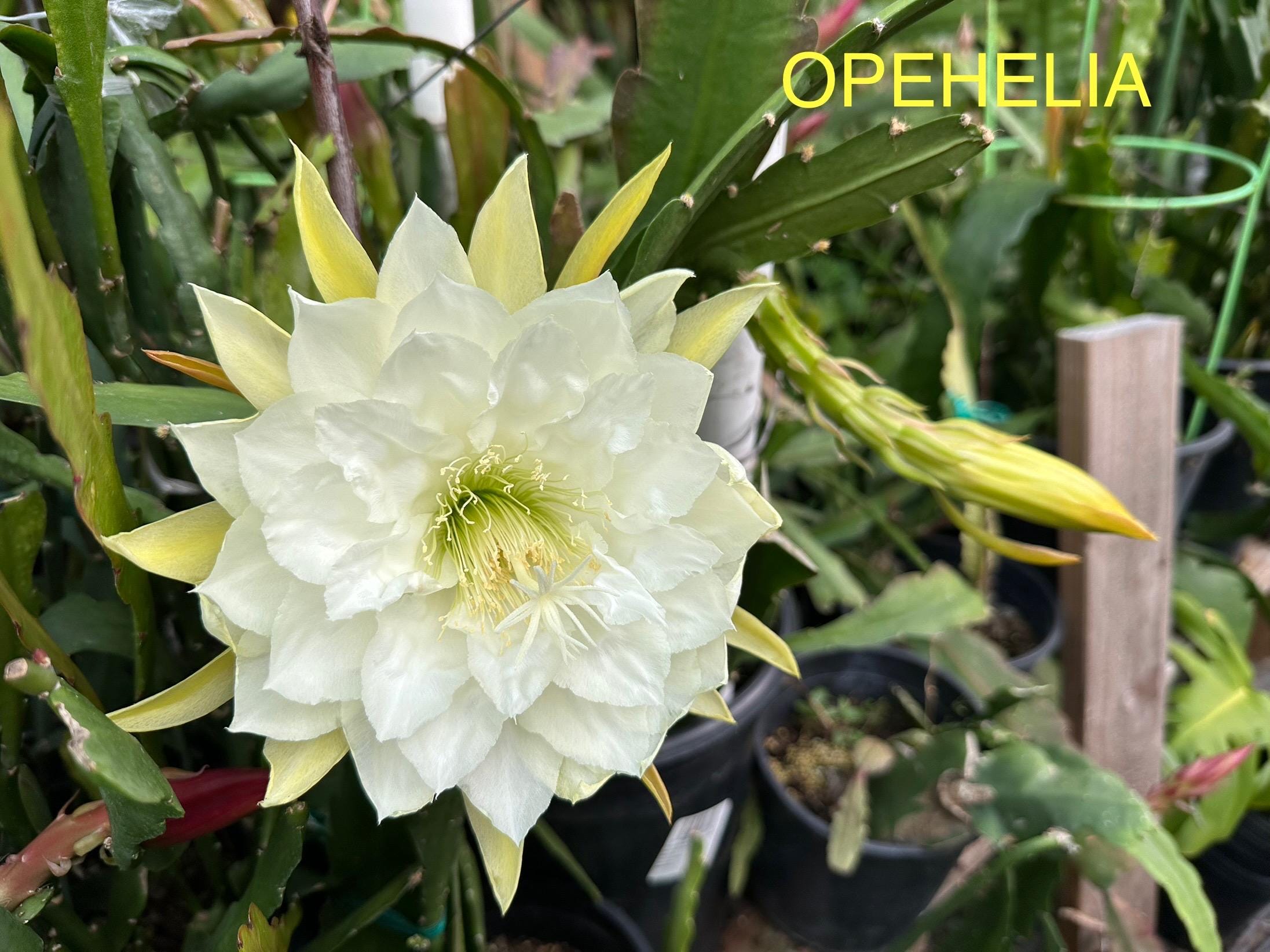 EPIPHYLLUM ORCHID CACTUS 'ophelia' Cutting 8