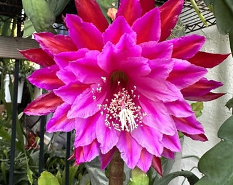 Esqueje de cactus orquídea Epiphyllum ‘Kiwi GLAND FINALE’ de 8 a 10 pulgadas de largo.