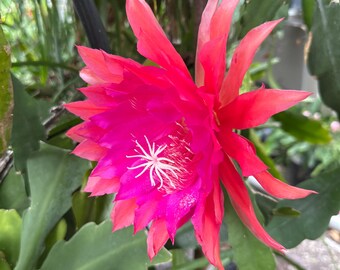 Epiphyllum Orchid Cactus ' KIWI NICKY LYNETTE ' - 8