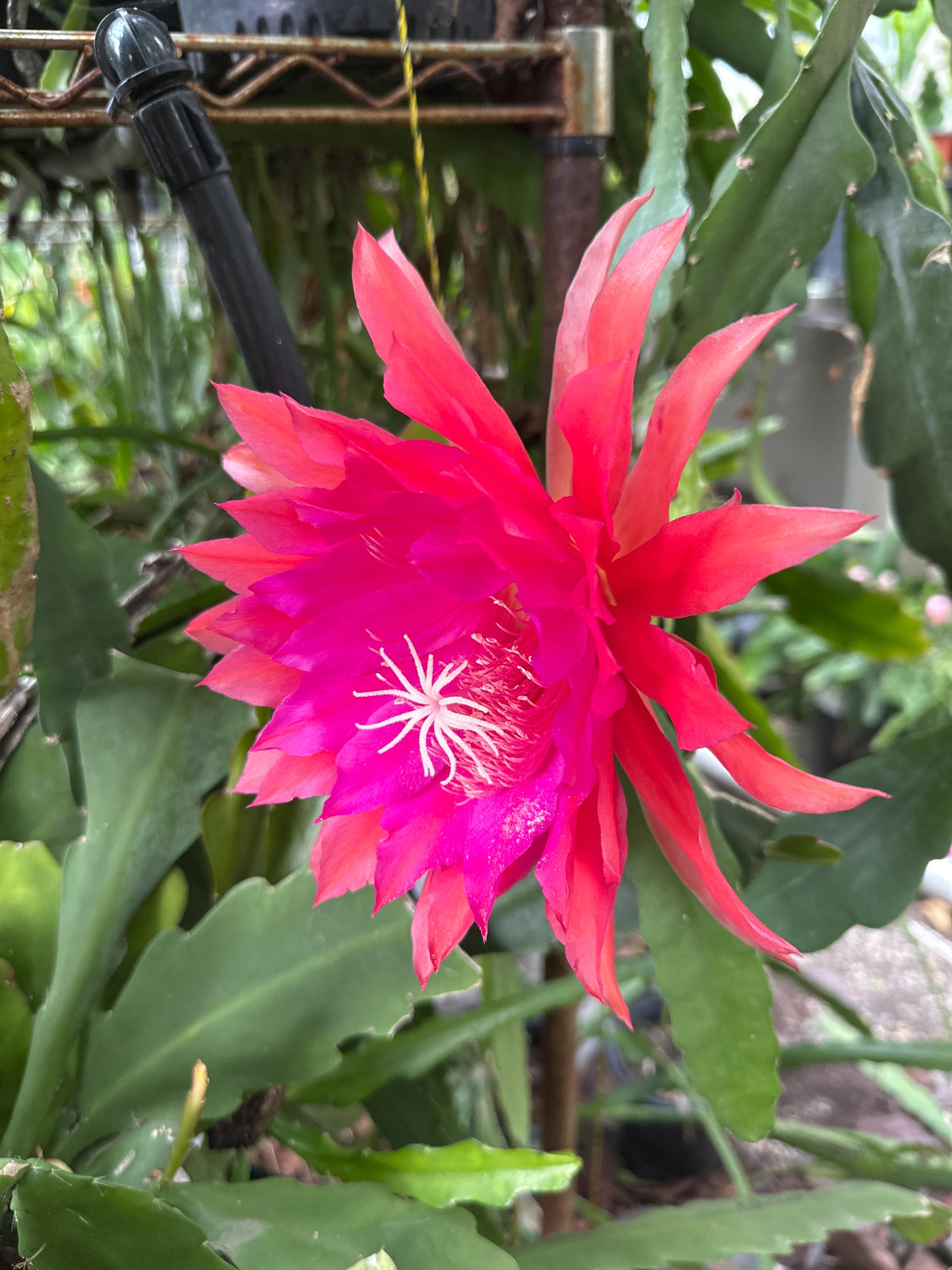 Epiphyllum Orchid Cactus ' KIWI NICKY LYNETTE ' - 8