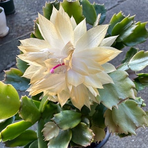 RARE! Thanksgiving Cactus Schlumbergera (Double Flower) “AN021” Cutting.