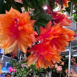 RARE! Rooted Thanksgiving Cactus Schlumbergera (Double Flower) “Double Mango” 3" Pot No buds