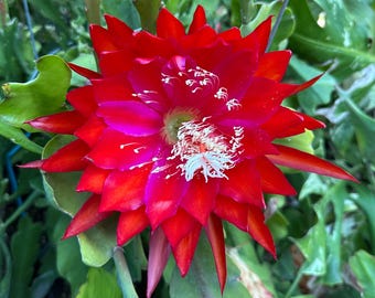 Epiphyllum "Kiwi Thrill Seeker" Hybrid epiphyllum 8"-10" Long Cutting