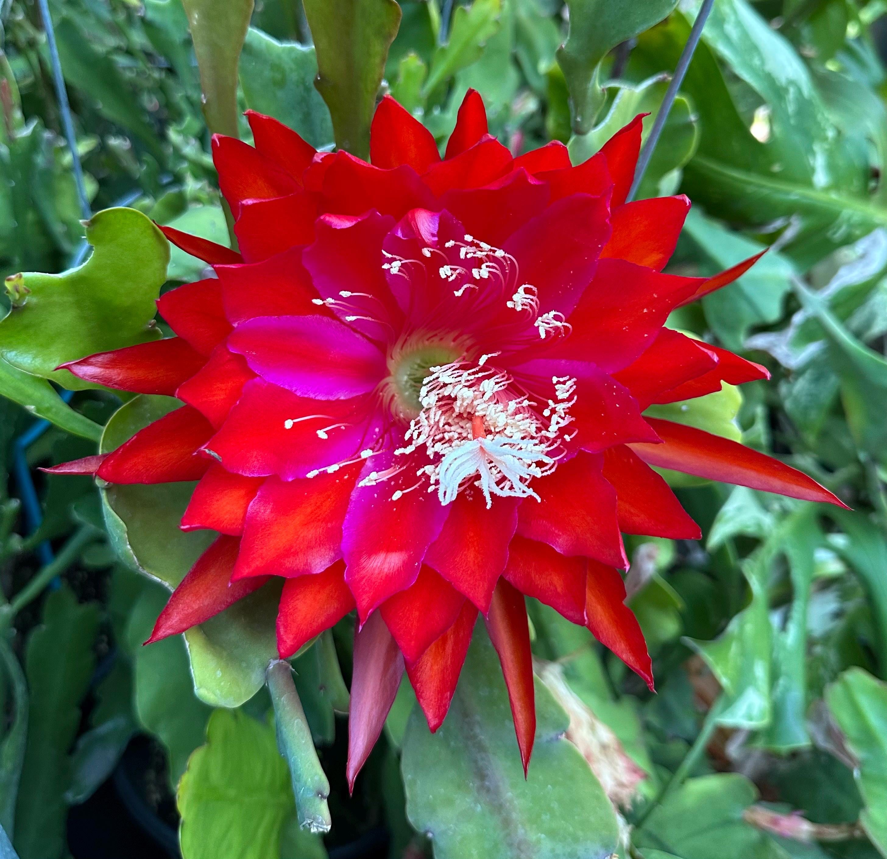 Epiphyllum 