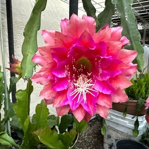 Puede incluir: Una vibrante flor de m&uacute;ltiples capas en tonos rosados y rojos, con un centro blanco en forma de estrella. La flor est&aacute; en plena floraci&oacute;n, mostrando su intrincada disposici&oacute;n de p&eacute;talos. Un follaje verde y frondoso rodea la flor, sugiriendo un jard&iacute;n.
