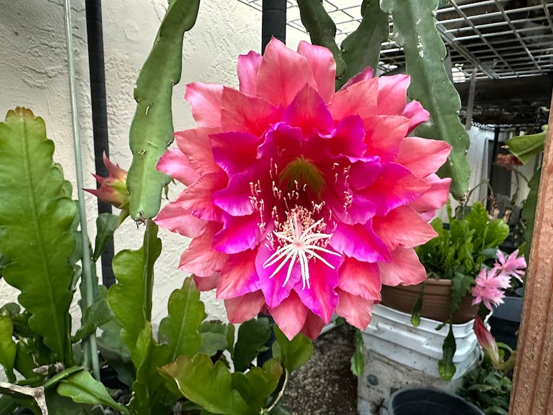 Puede incluir: Una vibrante flor de m&uacute;ltiples capas en tonos rosados y rojos, con un centro blanco en forma de estrella. La flor est&aacute; en plena floraci&oacute;n, mostrando su intrincada disposici&oacute;n de p&eacute;talos. Un follaje verde y frondoso rodea la flor, sugiriendo un jard&iacute;n.