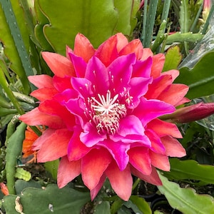 Puede incluir: Primer plano de una flor de cactus en plena floraci&oacute;n. La flor muestra capas de p&eacute;talos de color rosa brillante y rojo, con un centro blanco. Hojas y tallos verdes rodean la flor, creando un contraste natural.