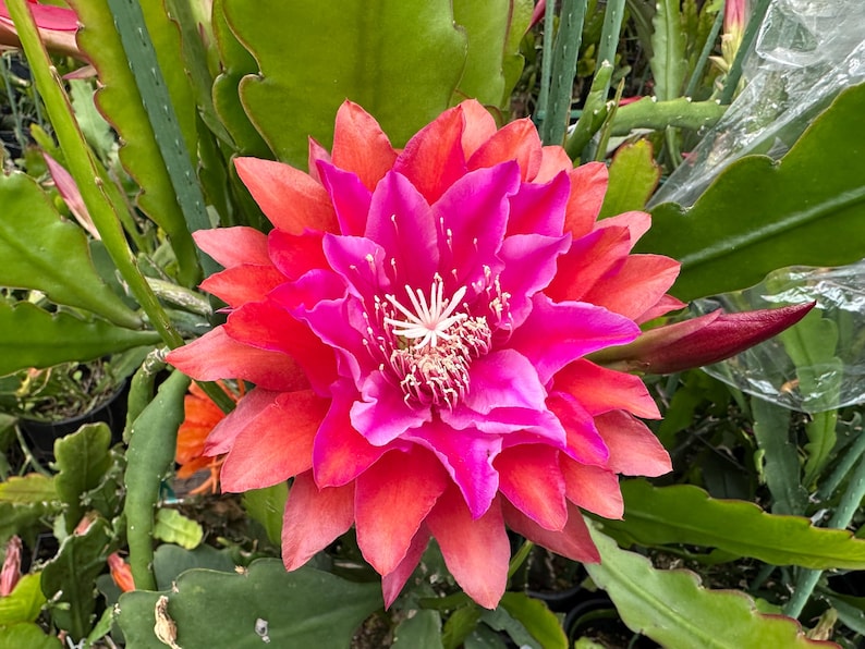 Puede incluir: Primer plano de una flor de cactus en plena floraci&oacute;n. La flor muestra capas de p&eacute;talos de color rosa brillante y rojo, con un centro blanco. Hojas y tallos verdes rodean la flor, creando un contraste natural.