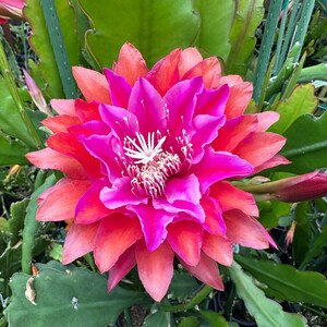 Puede incluir: Primer plano de una flor vibrante y multicapa con un degradado de colores. Los p&eacute;talos transicionan de un centro magenta intenso a tonos de rojo y naranja en los bordes. La flor est&aacute; rodeada de follaje verde, con un capullo cerrado visible.