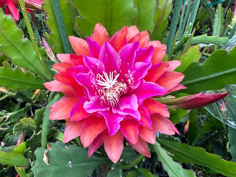 Puede incluir: Primer plano de una flor vibrante y multicapa con un degradado de colores. Los p&eacute;talos transicionan de un centro magenta intenso a tonos de rojo y naranja en los bordes. La flor est&aacute; rodeada de follaje verde, con un capullo cerrado visible.