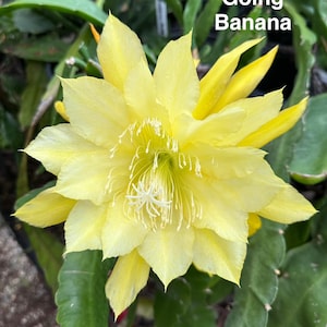 Banana Cactus - Etsy