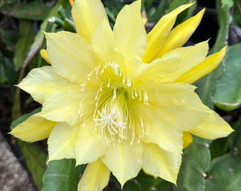 Esqueje largo de cactus orquídea Epiphyllum "Going Banana" de 20-25 cm (8"-10")