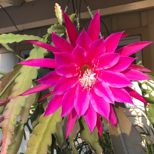 Epiphyllum Beijing | Orchid cactus cutting 8"-10" Long