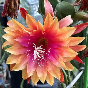 Clarity’s Elin Epiphyllum Orchid Cactus cutting 8&quot; to 10&quot; long