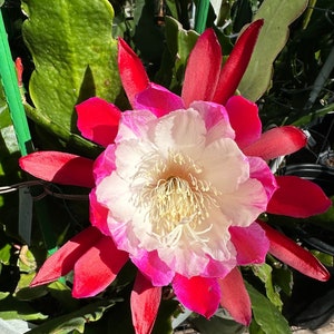 Epiphyllum &quot; Clown &quot; Orchid Cactus Cutting 8&quot;-10&quot; Long