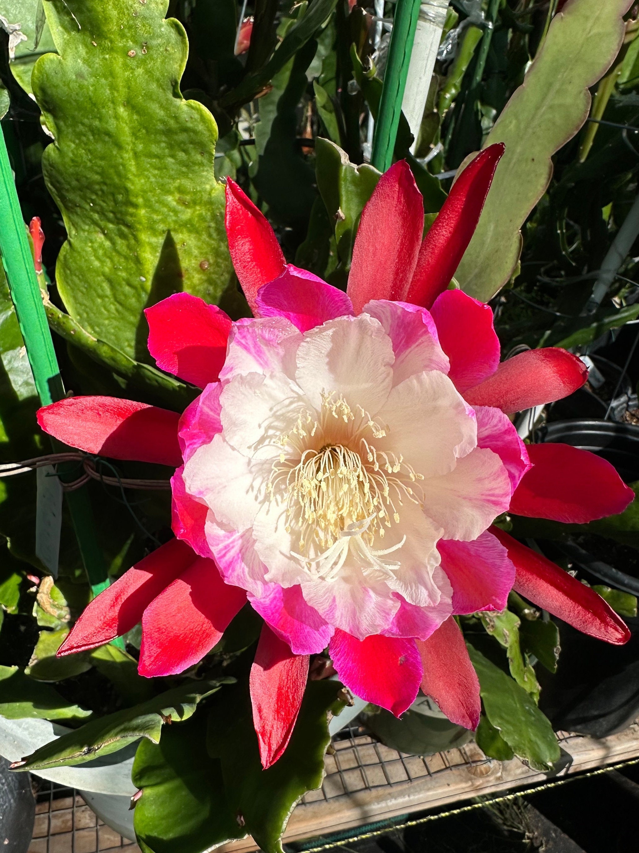 Epiphyllum " Clown " Orchid Cactus Cutting 8"-10" Long