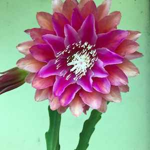 Puede incluir: Primer plano de una flor vibrante con capas de p&eacute;talos rosas y magenta. El centro presenta estambres blancos, y la flor est&aacute; sostenida por tallos verdes. Los p&eacute;talos hacen la transici&oacute;n de rosa claro a magenta intenso, creando un contraste visual llamativo.