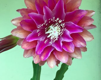 Epiphyllum Kiwi Treasure Box cutting 8"-10" Long