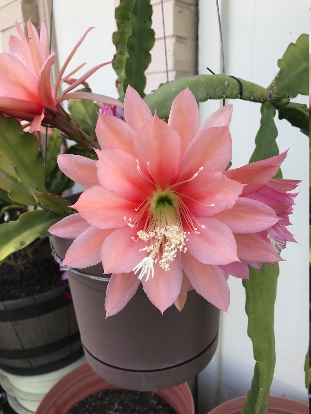 resin cactus juice Cactus Juice Stabilizing Resin main image 1