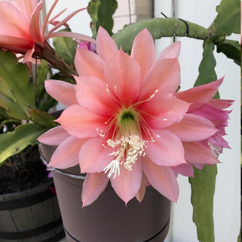 Epiphyllum Orchid Cactus " ARGUS " Cutting