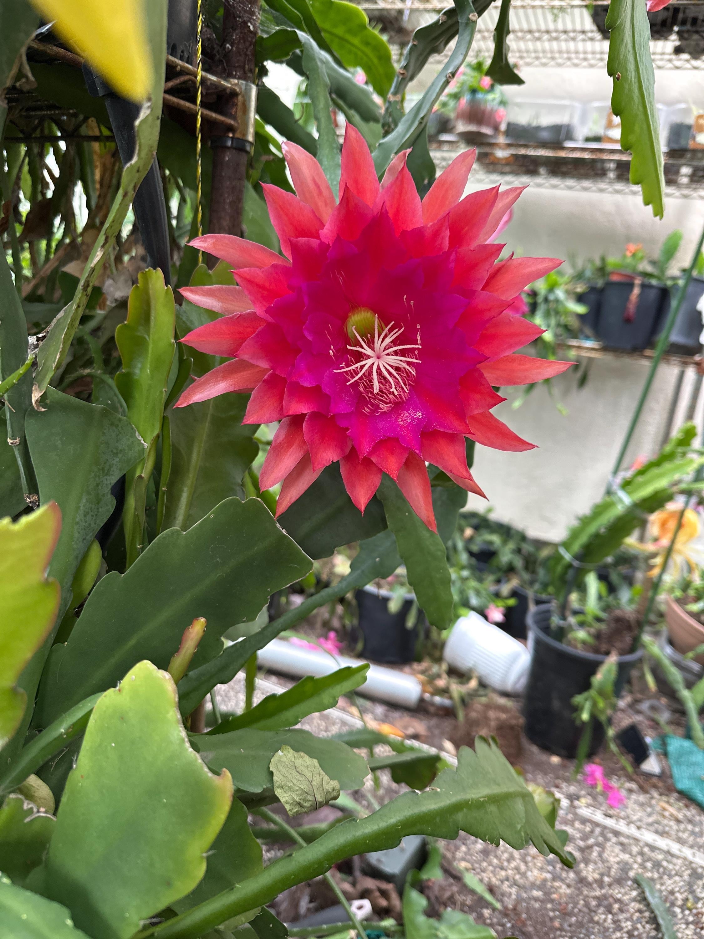 Epiphyllum Orchid Cactus ' KIWI NICKY LYNETTE ' - 8
