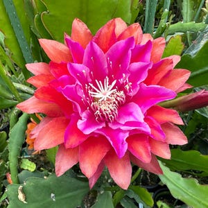 Puede incluir: Primer plano de una flor floreciente con capas de p&eacute;talos en tonos rojos, naranjas y rosas brillantes. El centro de la flor tiene estambres blancos. Hojas verdes y un capullo son visibles en el fondo.