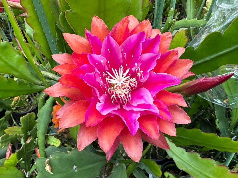 Puede incluir: Primer plano de una flor floreciente con capas de p&eacute;talos en tonos rojos, naranjas y rosas brillantes. El centro de la flor tiene estambres blancos. Hojas verdes y un capullo son visibles en el fondo.
