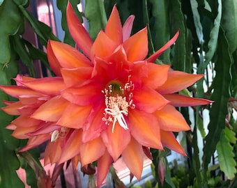 Esqueje de cactus orquídea Epiphyllum 'Sun Flare' de 20-25 cm de largo
