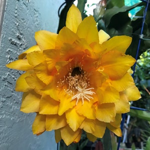 Rooted EPIPHYLLUM ORCHID CACTUS Yellow Tang  - 8&quot; Long  (Fragrant)