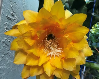 EPIPHYLLUM ORCHID CACTUS Yellow Tang cutting 8"-10" Long