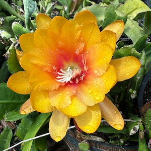 May include: A close-up of a vibrant yellow and orange flower with water droplets on the petals. The flower has a red center with white stamens, surrounded by green foliage. The flower is in full bloom.
