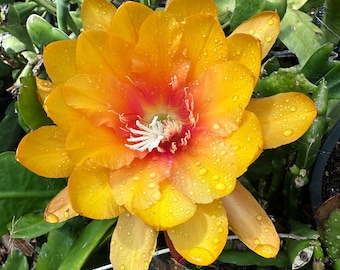 Epiphyllum Orchid Cactus "Don Oro" 4" pot  (Fragrant)