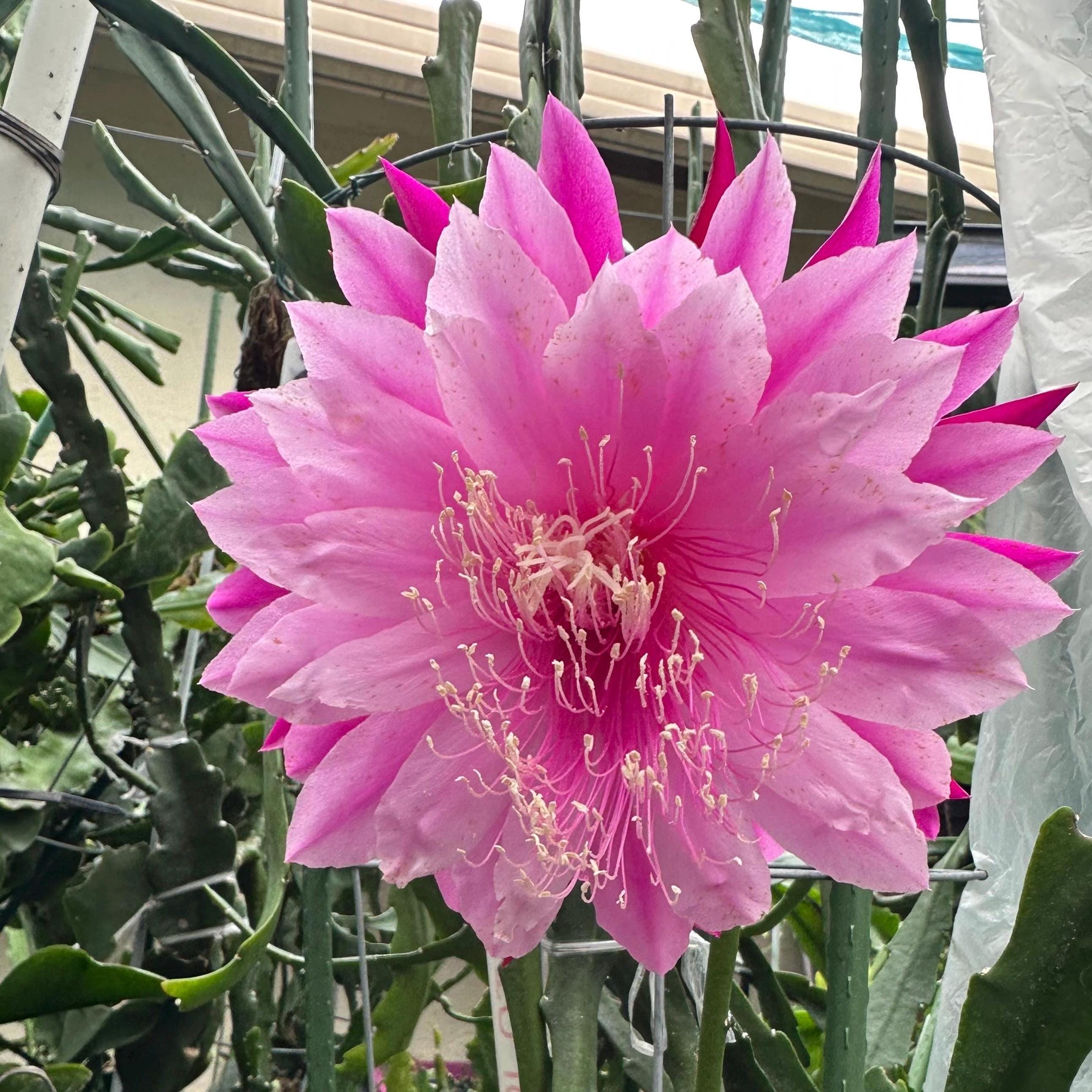 Epiphyllum 