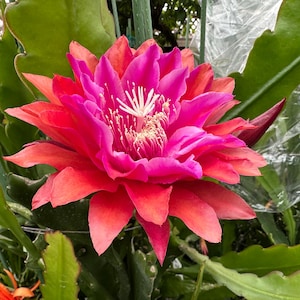 Puede incluir: Primer plano de una flor floreciente con p&eacute;talos rosas y rojos. El centro presenta estambres blancos, y la flor est&aacute; rodeada de hojas verdes. La imagen captura la belleza de la naturaleza.