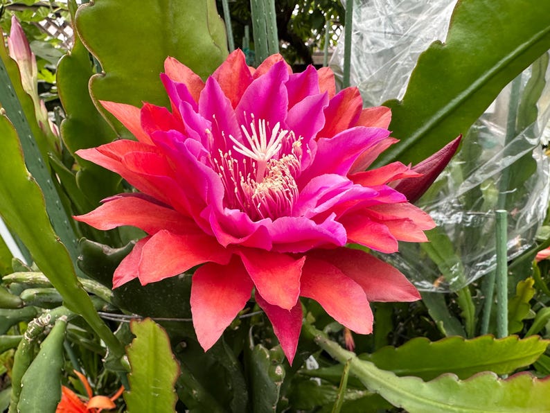 Puede incluir: Primer plano de una flor floreciente con p&eacute;talos rosas y rojos. El centro presenta estambres blancos, y la flor est&aacute; rodeada de hojas verdes. La imagen captura la belleza de la naturaleza.