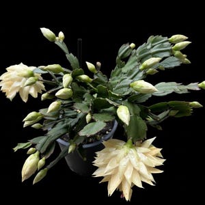 May include: A Christmas cactus in a dark pot, showcasing vibrant green segmented stems and numerous creamy white flowers and buds against a black background. The plant is in full bloom, with water droplets visible on the petals.
