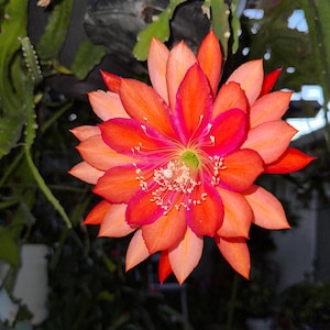 Epiphyllum ‘Three Oranges’ Orchid Cactus Cuttings 8&quot;-10&quot; Long