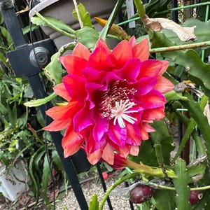 Puede incluir: Primer plano de una flor vibrante con p&eacute;talos rojos, rosas y naranjas. El centro presenta estambres blancos. El follaje verde y una estructura met&aacute;lica rodean la flor, sugiriendo un jard&iacute;n.
