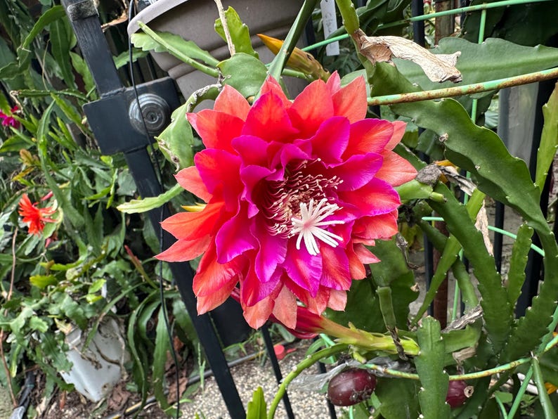 Puede incluir: Primer plano de una flor vibrante con p&eacute;talos rojos, rosas y naranjas. El centro presenta estambres blancos. El follaje verde y una estructura met&aacute;lica rodean la flor, sugiriendo un jard&iacute;n.