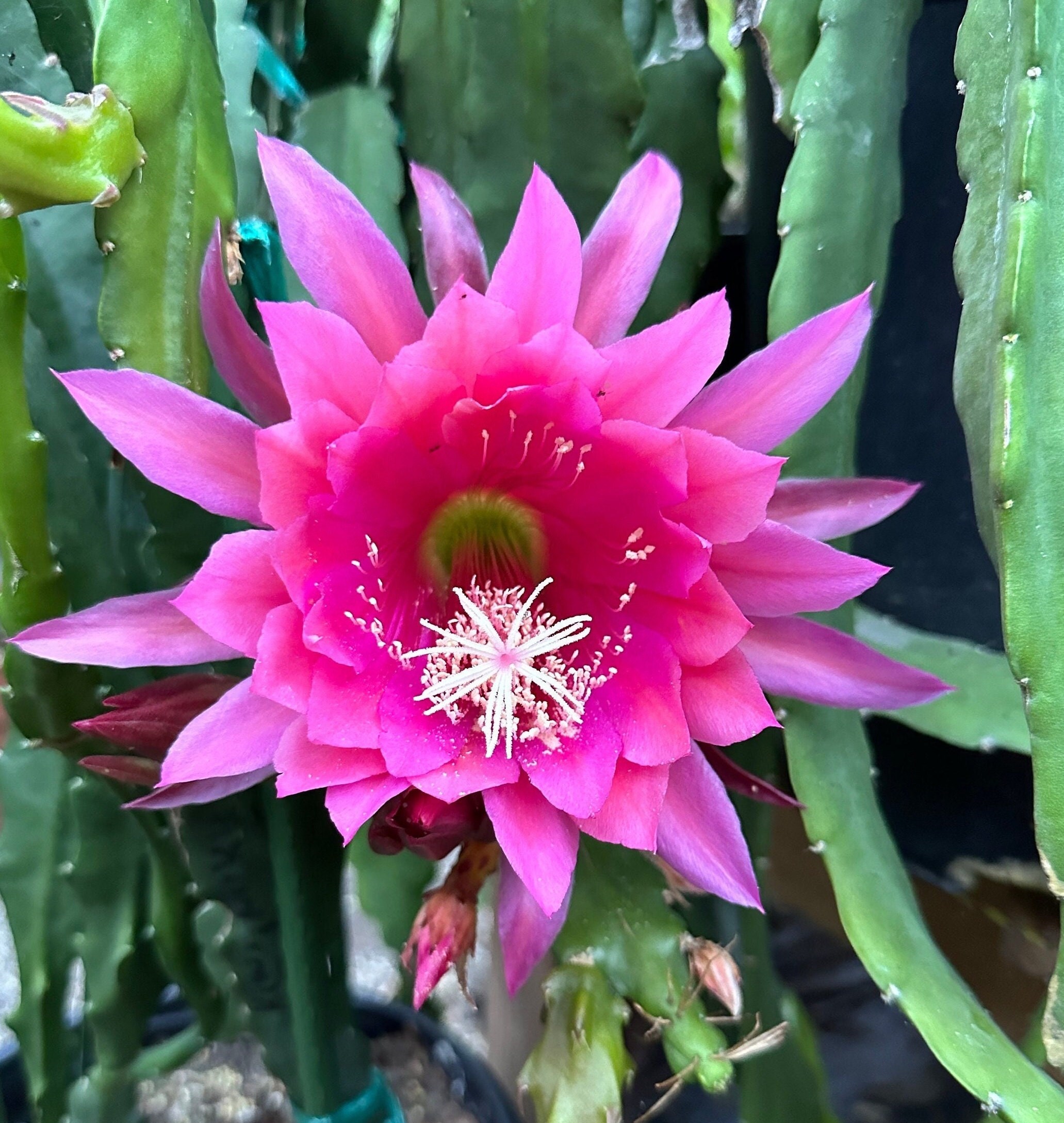 Epiphyllum Orchid Cactus ' KIWI NICKY LYNETTE ' - 8