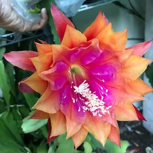 Clarity’s Happy Hippe Epiphyllum Orchid Cactus cutting 8&quot;-10&quot; Long
