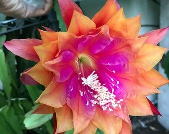 May include: A vibrant pink and orange flower with white stamen. The flower has a starburst shape with many petals.