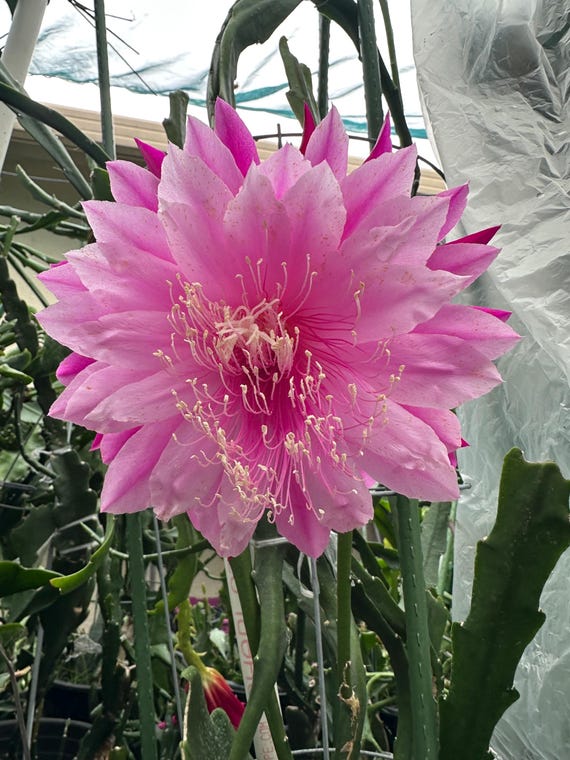 Epiphyllum 